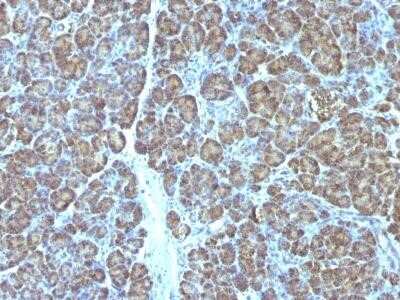 Immunohistochemistry-Paraffin: Mitochondria Antibody (MTC719) - Azide and BSA Free [NBP2-34687]