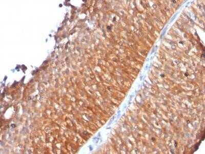 Immunohistochemistry-Paraffin: Mitochondria Antibody (MTC719) - IHC-Prediluted [NBP2-45218]