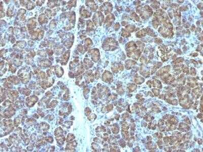 Immunohistochemistry-Paraffin: Mitochondria Antibody (MTC719) - IHC-Prediluted [NBP2-45218]