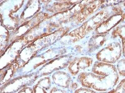 Immunohistochemistry-Paraffin: Mitochondria Antibody (MTC719) - IHC-Prediluted [NBP2-45218]