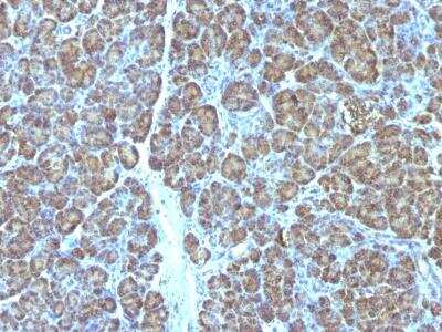 Immunohistochemistry-Paraffin: Mitochondria Antibody (MTC719) [NBP2-32873]