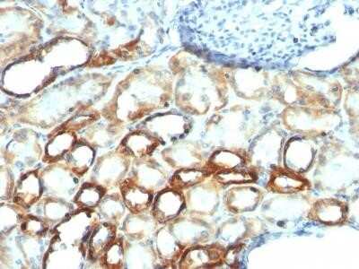 Immunohistochemistry-Paraffin: Mitochondria Antibody (MTC754) - IHC-Prediluted [NBP2-45220]