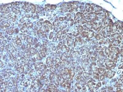 Immunohistochemistry-Paraffin: Mitochondria Antibody (MTC754) - IHC-Prediluted [NBP2-45220]