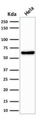 Western Blot: Mitochondria Antibody (SPM198)Azide and BSA Free [NBP2-34745]