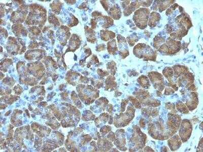 Immunohistochemistry-Paraffin: Mitochondria Antibody (SPM198) - IHC-Prediluted [NBP2-45204]