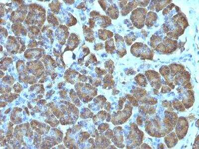 Immunohistochemistry-Paraffin: Mitochondria Antibody (SPM198) [NBP2-32981]