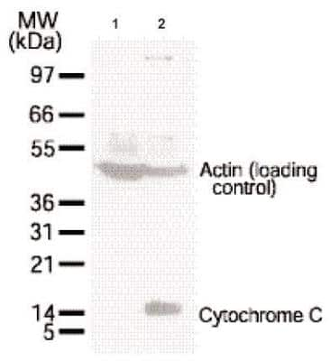 Western Blot: Mitochondria Isolation Kit [NBP2-29448]