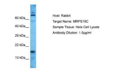 Western Blot: Mitochondrial Ribosomal Protein S18C Antibody [NBP2-83211]