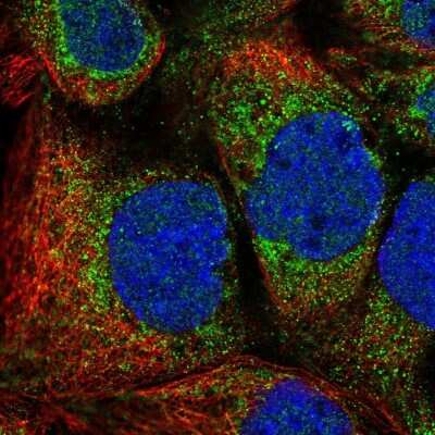 Immunocytochemistry/ Immunofluorescence: Mitochondrial fission regulator 1 Antibody [NBP2-55309]