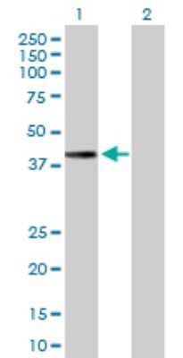 Western Blot: Mitochondrial fission regulator 1 Antibody [H00009650-B01P]