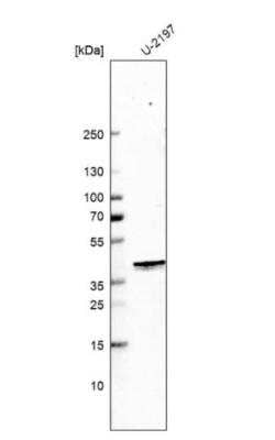 Western Blot: Mitochondrial fission regulator 1 Antibody [NBP1-84480]