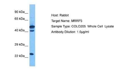 Western Blot: Mitochondrial ribonuclease P protein 3 Antibody [NBP2-85289]