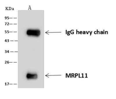 Immunoprecipitation: Mitochondrial ribosomal protein L11 Antibody [NBP3-06019]
