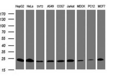 Western Blot: Mitochondrial ribosomal protein L11 Antibody (OTI1E5)Azide and BSA Free [NBP2-72707]