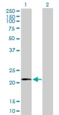 Western Blot: Mitochondrial ribosomal protein L11 Antibody [H00065003-B01P]