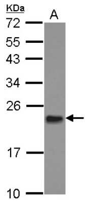 Western Blot: Mitochondrial ribosomal protein L11 Antibody [NBP2-17296]