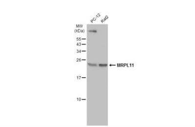 Western Blot: Mitochondrial ribosomal protein L11 Antibody [NBP2-17296]