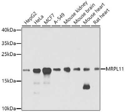 Western Blot: Mitochondrial ribosomal protein L11 AntibodyBSA Free [NBP3-03320]