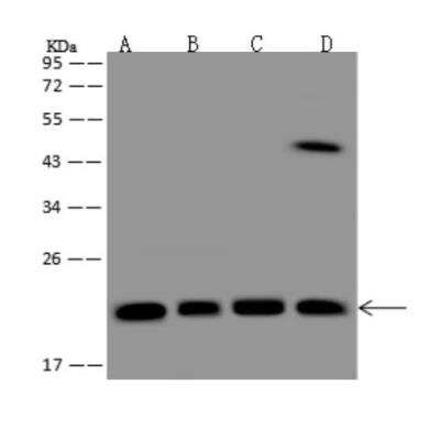 Western Blot: Mitochondrial ribosomal protein L11 Antibody [NBP3-06019]