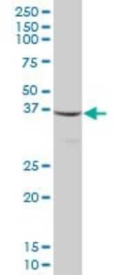 Western Blot: Mitocondrial Translational Initiation Factor 3 Antibody [H00219402-B01P]