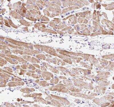 Immunohistochemistry-Paraffin: Mitofilin Antibody [NBP2-38286]