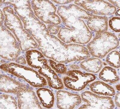 Immunohistochemistry-Paraffin: Mitofilin Antibody [NBP2-38286]