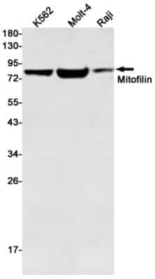 Western Blot: Mitofilin Antibody (S03-6H5) [NBP3-15060]