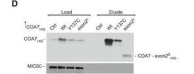 Western Blot: Mitofilin Antibody [NB100-1919]