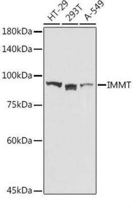 Western Blot: Mitofilin AntibodyBSA Free [NBP3-03346]