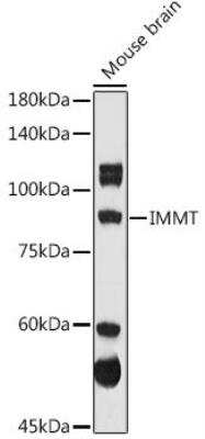 Western Blot: Mitofilin AntibodyBSA Free [NBP3-03346]