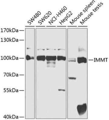 Western Blot: Mitofilin AntibodyBSA Free [NBP3-03850]