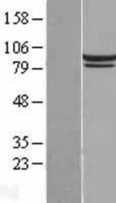 Western Blot: Mitofilin Overexpression Lysate [NBL1-11979]