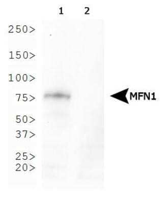 Western Blot: Mitofusin 1 Antibody (11E9-1H12)Azide and BSA Free [NBP2-80850]