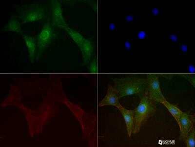 Immunocytochemistry/ Immunofluorescence: Mitofusin 1 Antibody (11E9-1H12) - BSA Free [NBP1-71775]