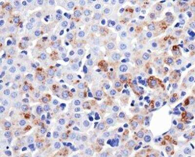 Immunohistochemistry-Paraffin: Mitofusin 1 Antibody (11E9-1H12) - BSA Free [NBP1-71775]