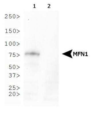 Western Blot: Mitofusin 1 Antibody (11E9-1H12)BSA Free [NBP1-71775]