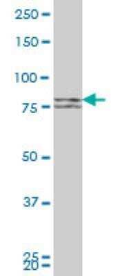 Western Blot: Mitofusin 1 Antibody (3C9) [H00055669-M04]