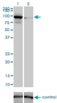 Western Blot: Mitofusin 1 Antibody (3C9) [H00055669-M04]
