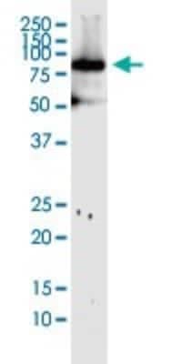 Western Blot: Mitofusin 1 Antibody (3C9) [H00055669-M04]