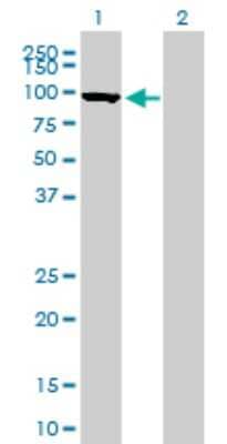 Western Blot: Mitofusin 1 Antibody (3C9) [H00055669-M04]