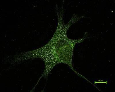 Immunocytochemistry/ Immunofluorescence: Mitofusin 1 Antibody - BSA Free [NBP1-51841]