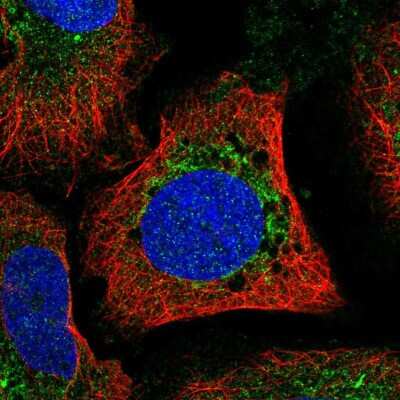 Immunocytochemistry/ Immunofluorescence: Mitofusin 1 Antibody [NBP2-57125]