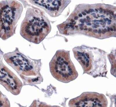 Immunohistochemistry: Mitofusin 1 Antibody - BSA Free [NBP1-51841]
