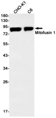 Western Blot: Mitofusin 1 Antibody (S05-3A8) [NBP3-19890]