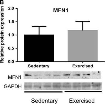 Western Blot: Mitofusin 1 AntibodyBSA Free [NBP1-51841]