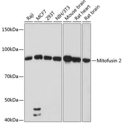 Western Blot: Mitofusin 2 Antibody (4H10F8) [NBP3-15855]