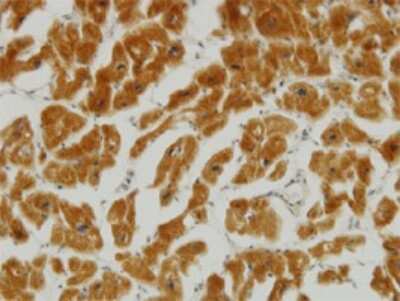 Immunohistochemistry-Paraffin: Mitofusin 2 Antibody (4H8) [H00009927-M03]