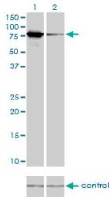 Western Blot: Mitofusin 2 Antibody (4H8) [H00009927-M03]