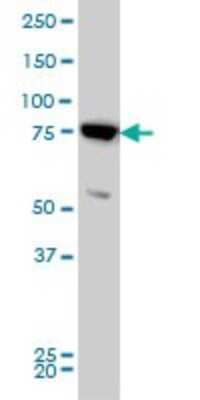 Western Blot: Mitofusin 2 Antibody (4H8) [H00009927-M03]