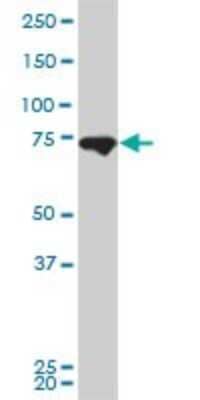 Western Blot: Mitofusin 2 Antibody (4H8) [H00009927-M03]